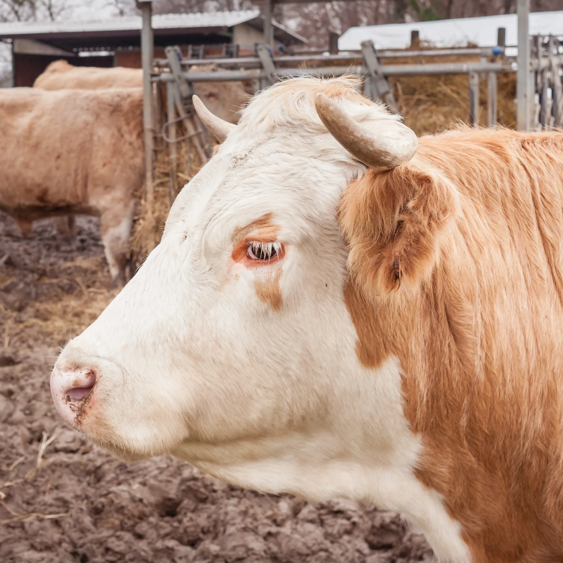 Closeup of a cow