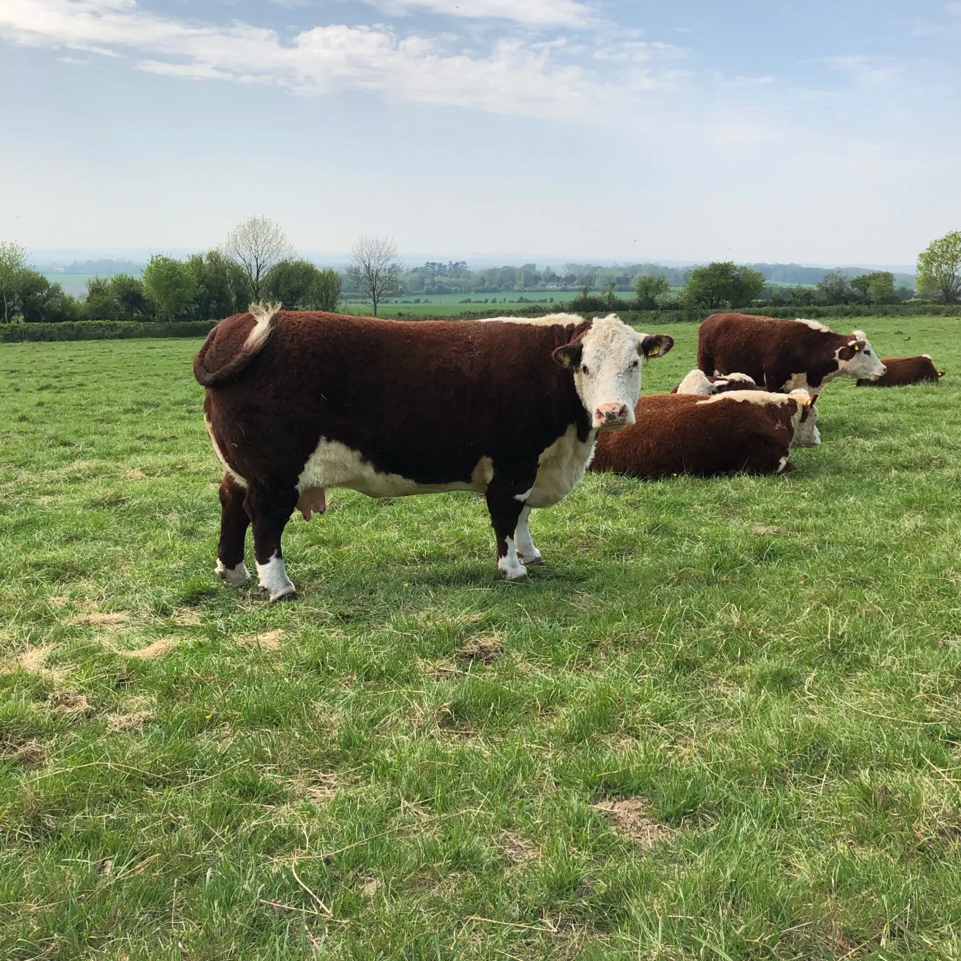 farm-cows-grazing-in-a-green-grass-field-2024-09-22-18-00-16-utc