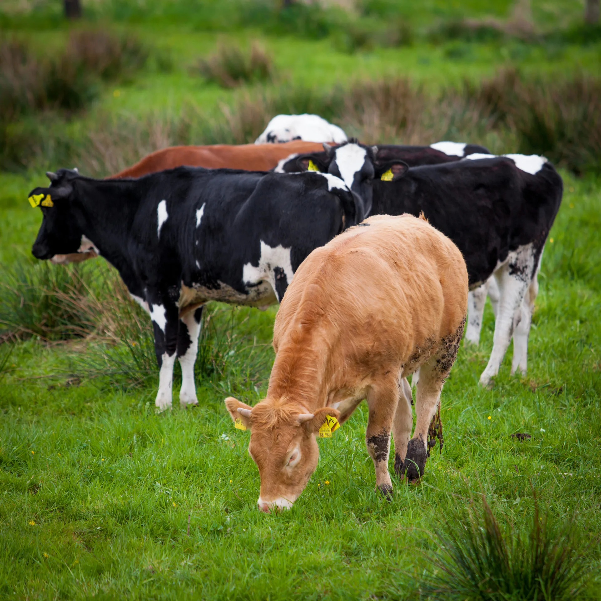 Herd of cows. Cows on a green field. Cows on the field