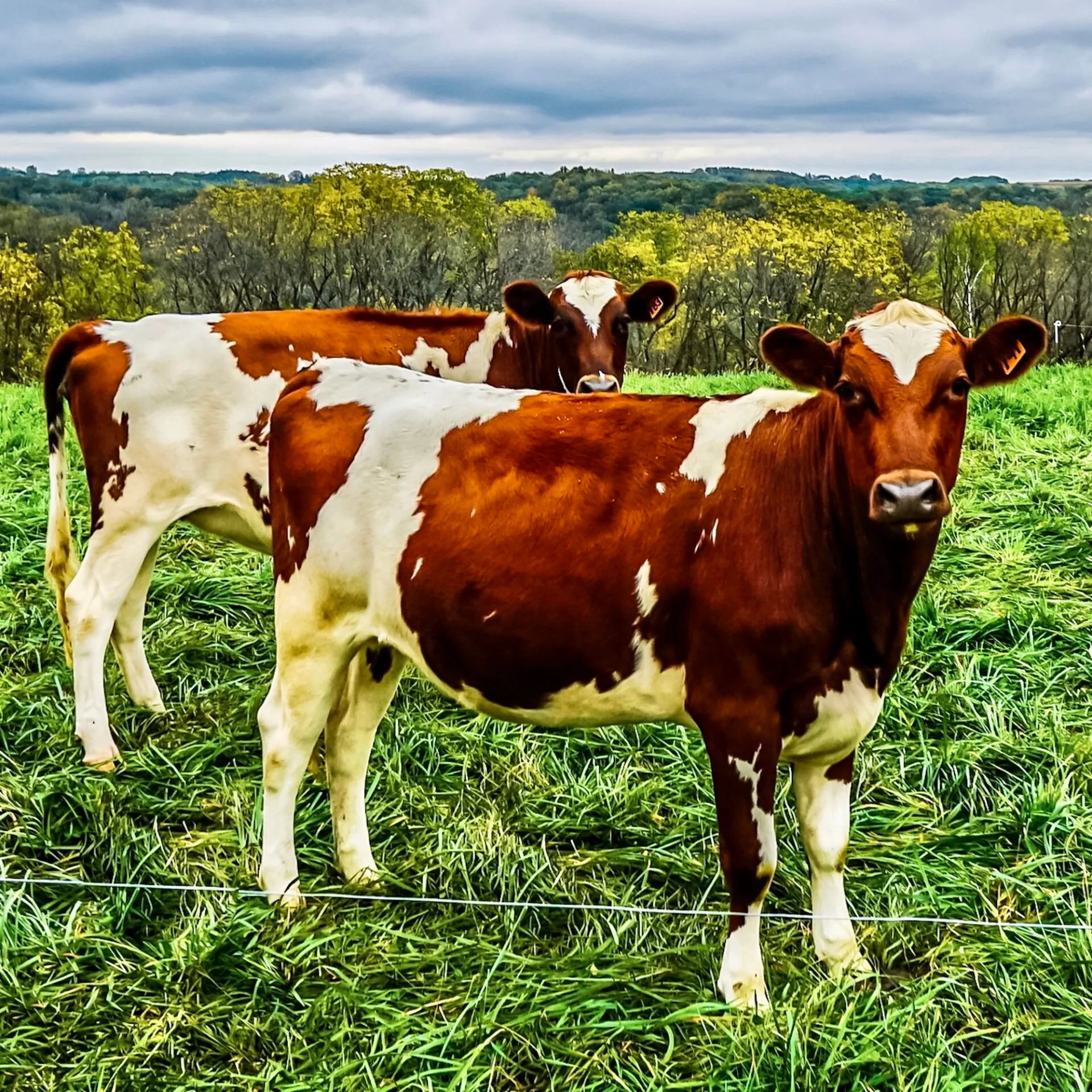 two-cows-in-green-grass-looking-at-the-camera-clo-2024-11-28-11-11-38-utc